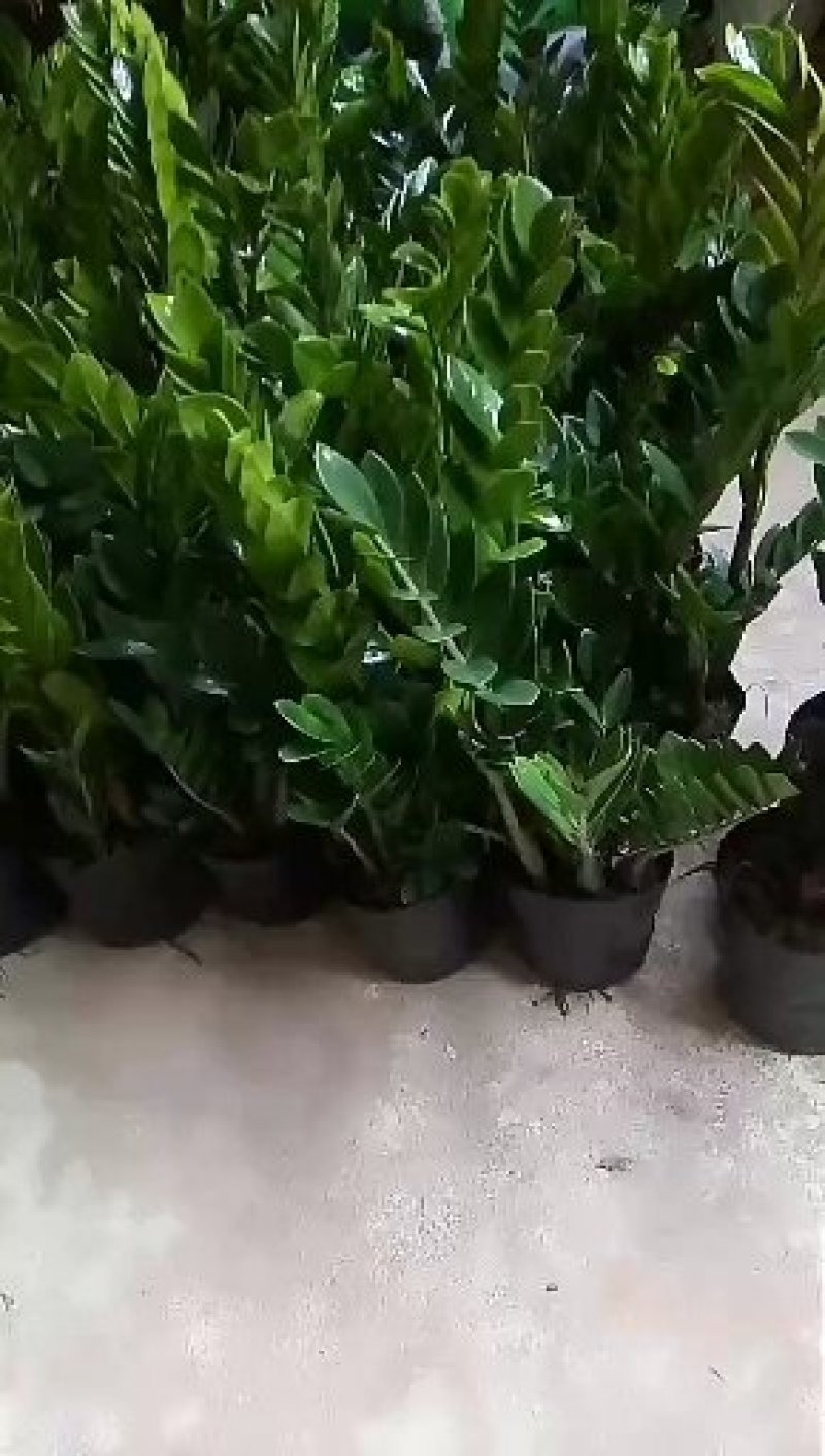 金钱树，包邮，盆栽室内花卉小盆景办公室绿色植物客厅招财