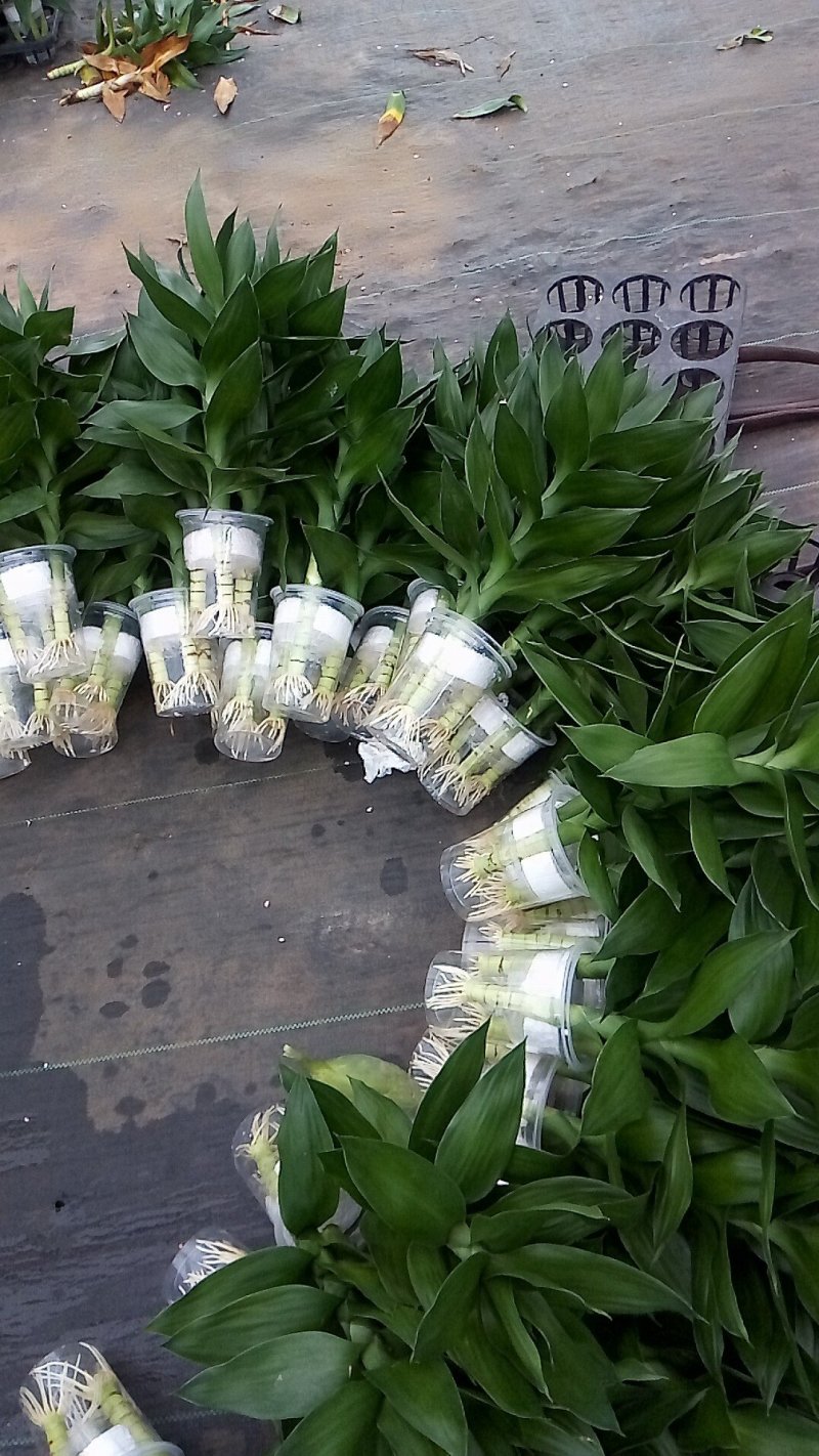 金钱树，包邮，盆栽室内花卉小盆景办公室绿色植物客厅招财