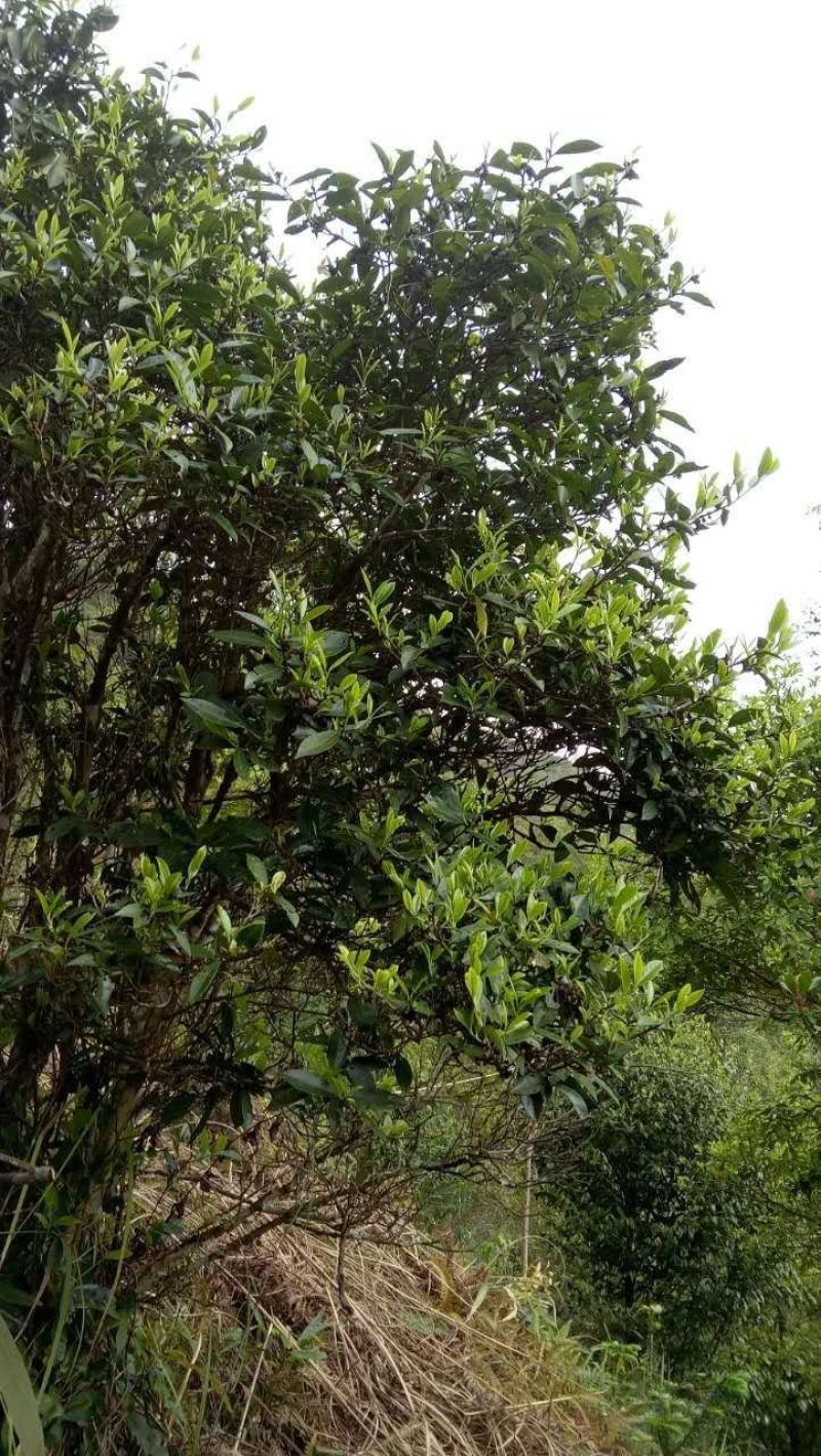 野生红茶，颜色金亮色，色泽好够香，无添加剂！半斤装一袋！