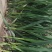 临洮红根蒜苗，产地直供，货源充足，诚信代办，支持视频看货
