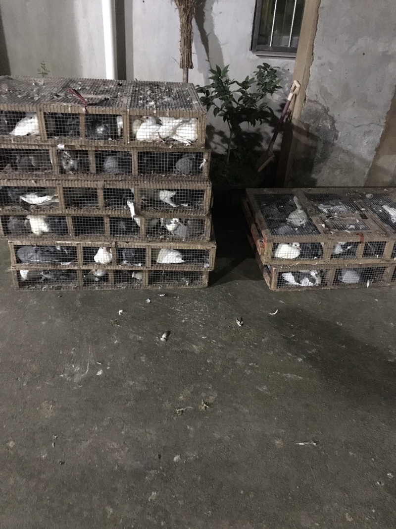 精品乳鸽、淘汰老鸽批发。原养殖基地直供货源……