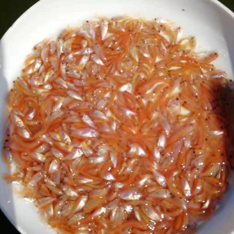 红罗非鱼苗彩虹鲷鱼苗保质保量提供技术全国接单