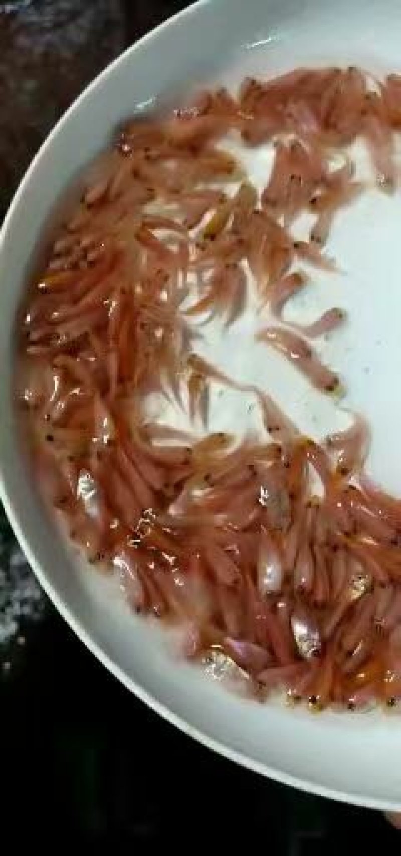 红罗非鱼苗彩虹鲷鱼苗保质保量提供技术全国接单