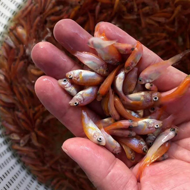 红罗非鱼苗彩虹鲷鱼苗保质保量提供技术全国接单