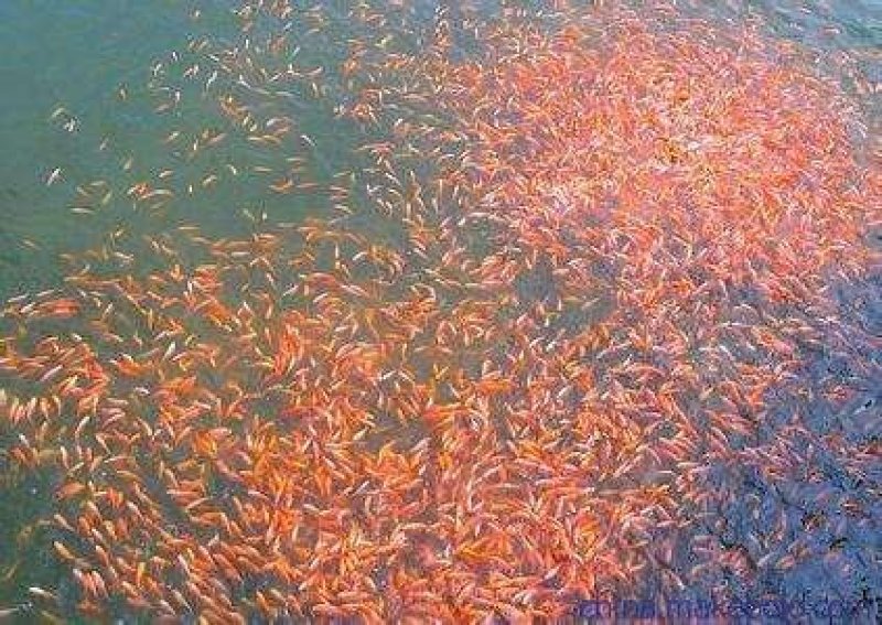 红罗非鱼苗彩虹鲷鱼苗保质保量提供技术全国接单