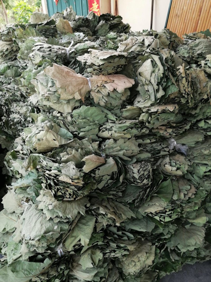 粽叶槲叶槲树叶子菠萝叶圆粽叶端午粽叶干叶鲜叶