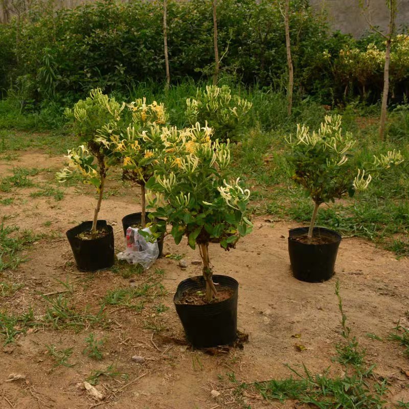 金银花树苗树形苗木盆景盆栽大树树桩树苗树爬藤苗南