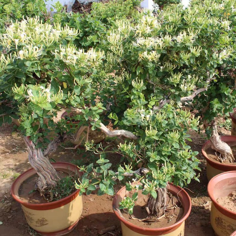 金银花树苗树形苗木盆景盆栽大树树桩树苗树爬藤苗南