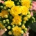 【带花苞发货】长寿花长寿花盆栽四季开花花卉盆栽