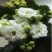 【带花苞发货】长寿花长寿花盆栽四季开花花卉盆栽