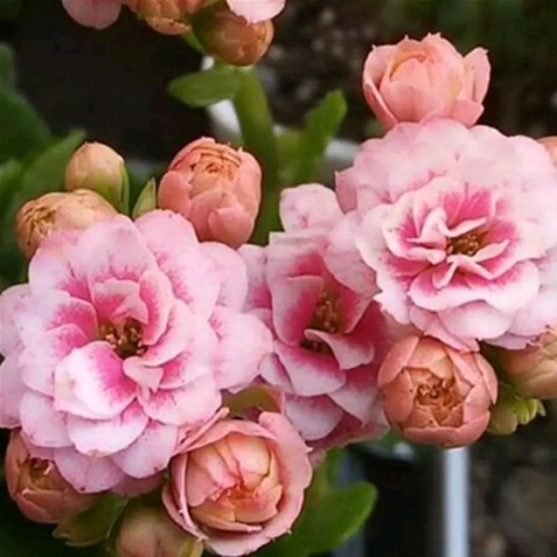 【带花苞发货】长寿花长寿花盆栽四季开花花卉盆栽