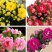 【带花苞发货】长寿花长寿花盆栽四季开花花卉盆栽