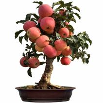 矮化苹果盆栽当年结果红富士室内外南北方种植阳台嫁接盆景树