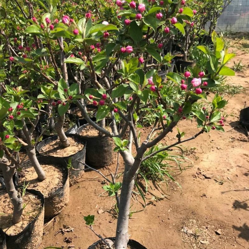 矮化苹果盆栽当年结果红富士室内外南北方种植阳台嫁接盆景树