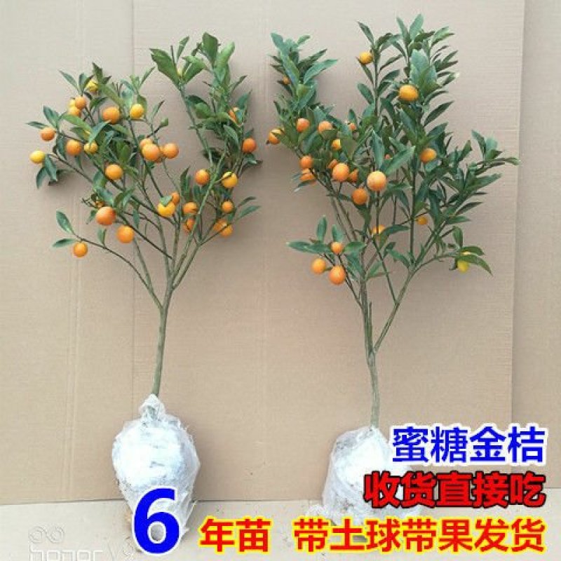 砂糖橘子树苗嫁接桔子苗金桔南方北方种植地栽盆栽果树苗当年