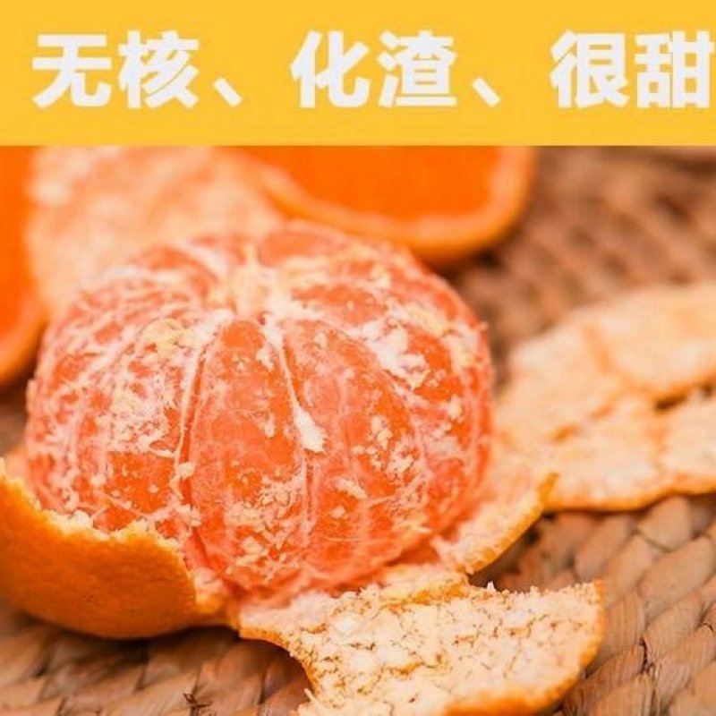 砂糖橘子树苗嫁接桔子苗金桔南方北方种植地栽盆栽果树苗当年