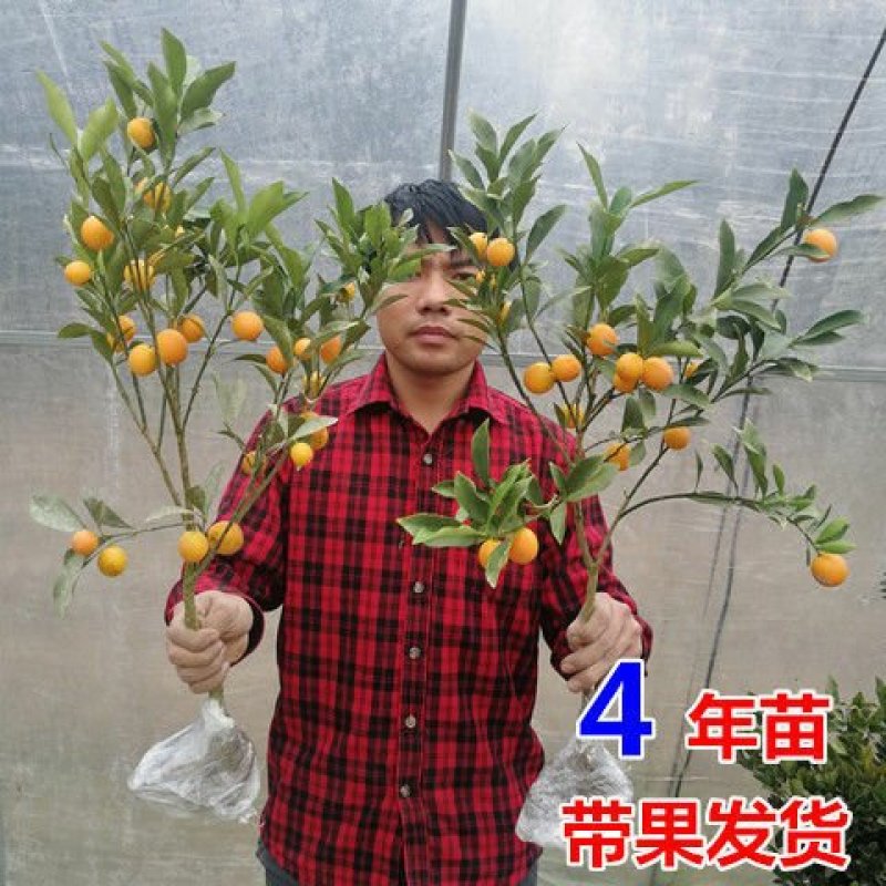 砂糖橘子树苗嫁接桔子苗金桔南方北方种植地栽盆栽果树苗当年