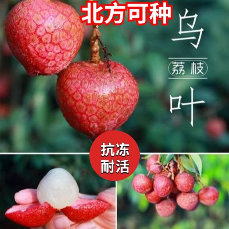 适合北方种植无核妃子笑荔枝果树苗地栽盆栽庭院嫁接南方不包