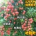 适合北方种植无核妃子笑荔枝果树苗地栽盆栽庭院嫁接南方不包