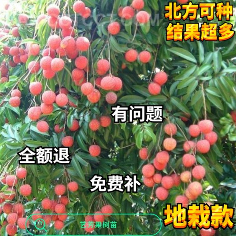 适合北方种植无核妃子笑荔枝果树苗地栽盆栽庭院嫁接南方不包
