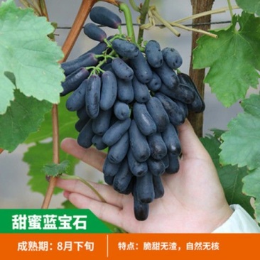 葡萄树苗蓝宝石葡萄苗南北方种植果树苗盆栽地栽爬藤葡萄苗包