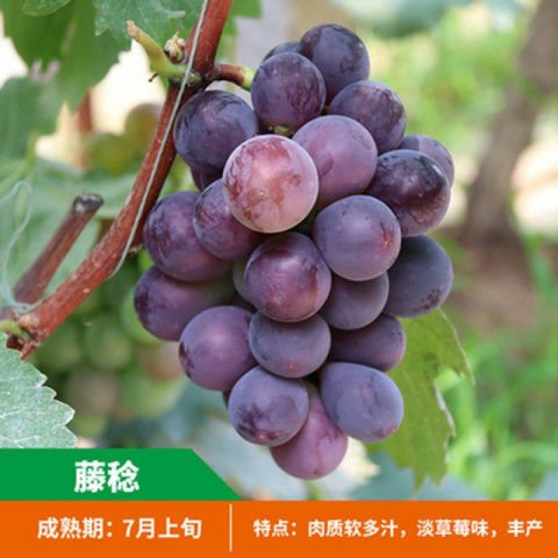 葡萄树苗蓝宝石葡萄苗南北方种植果树苗盆栽地栽爬藤葡萄苗包