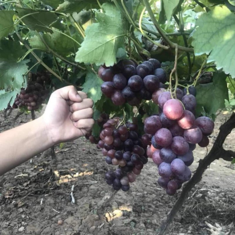 葡萄树苗蓝宝石葡萄苗南北方种植果树苗盆栽地栽爬藤葡萄苗包