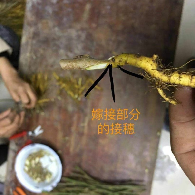 桑树苗桑葚树苗果树苗耐寒无籽四季南北方种植养蚕地盆栽当年
