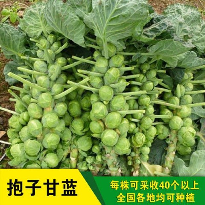 意大利进口抱子甘蓝种子紫色孢子甘蓝种子绿子持甘蓝种子春秋