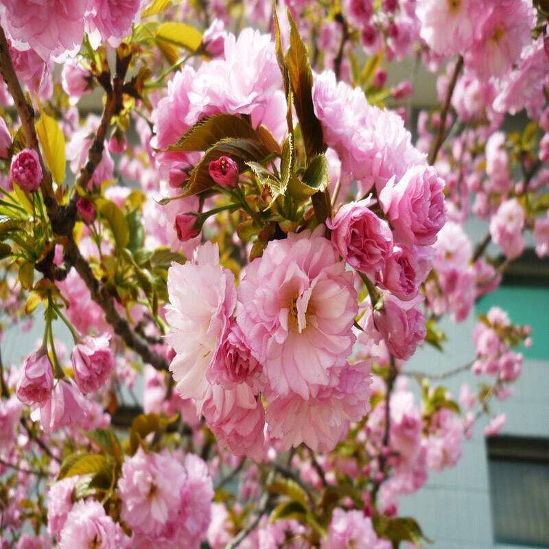 正宗日本樱花树苗樱花小苗南北方庭院地栽盆栽花树园林植物风