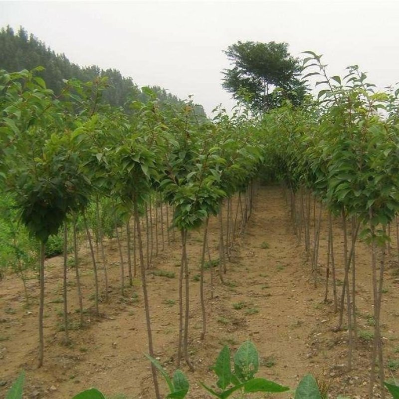 正宗日本樱花树苗樱花小苗南北方庭院地栽盆栽花树园林植物风