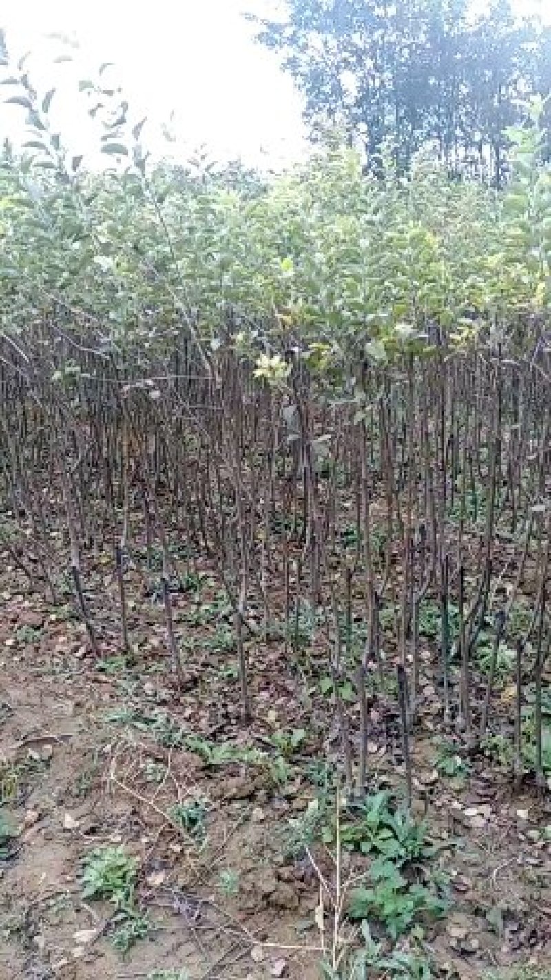 山西绛县晋源苗木基地大量供应红富士苹果树苗80cm以上