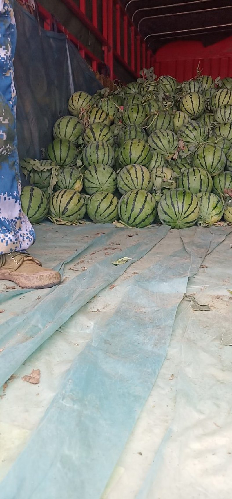 西瓜大棚京欣西瓜特甜，精品美都，大量上市
