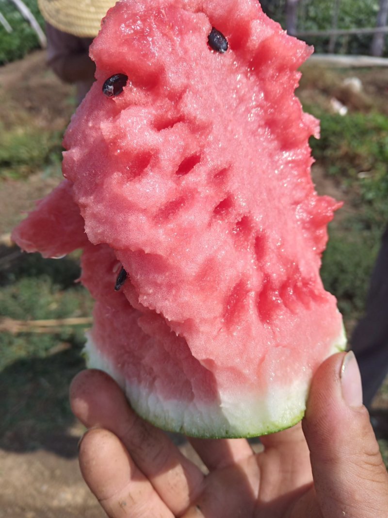 西瓜大棚京欣西瓜特甜，精品美都，大量上市