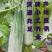【诚信实力代收代发】山东羊角蜜甜瓜,精品货,电商货都有