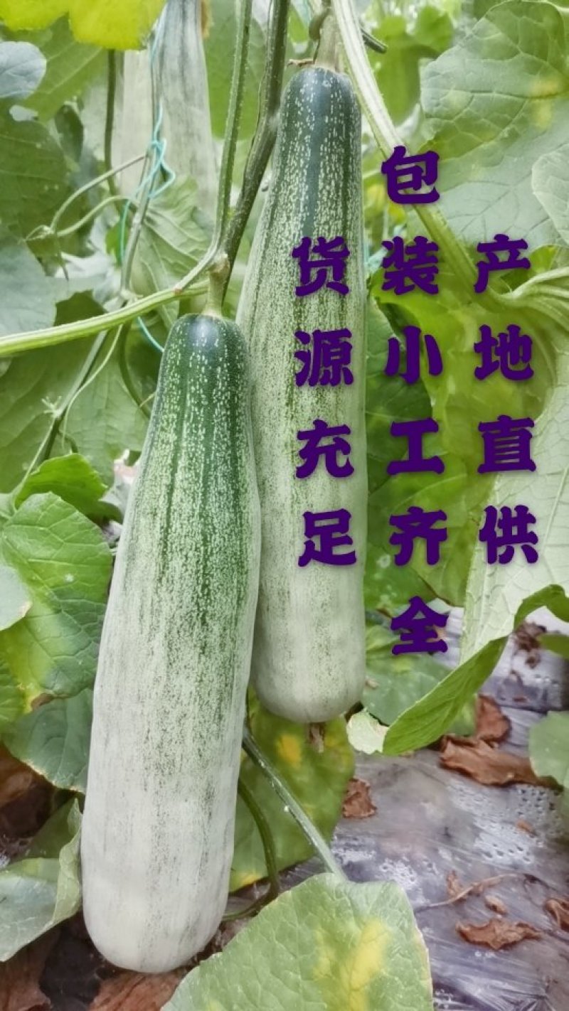 【诚信实力代收代发】山东羊角蜜甜瓜，精品货，电商货都有