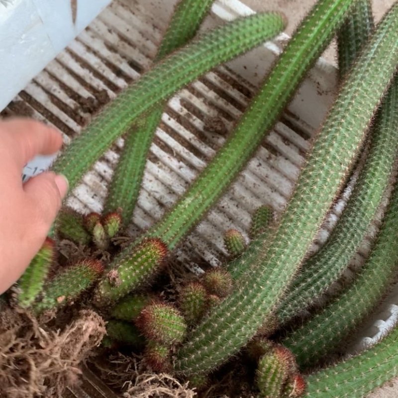 黄金妞爆小仔仙人掌多肉植物组合盆栽易养活防辐射绿植