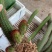 黄金妞爆小仔仙人掌多肉植物组合盆栽易养活防辐射绿植