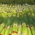 蒜薹