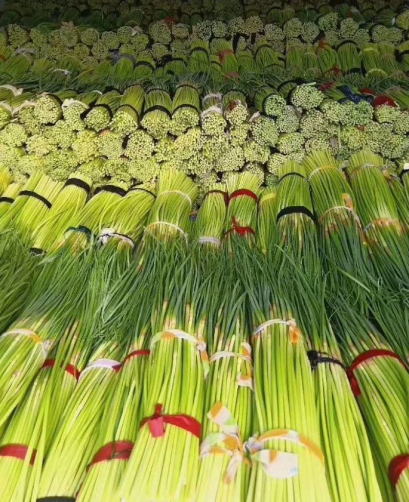 蒜薹