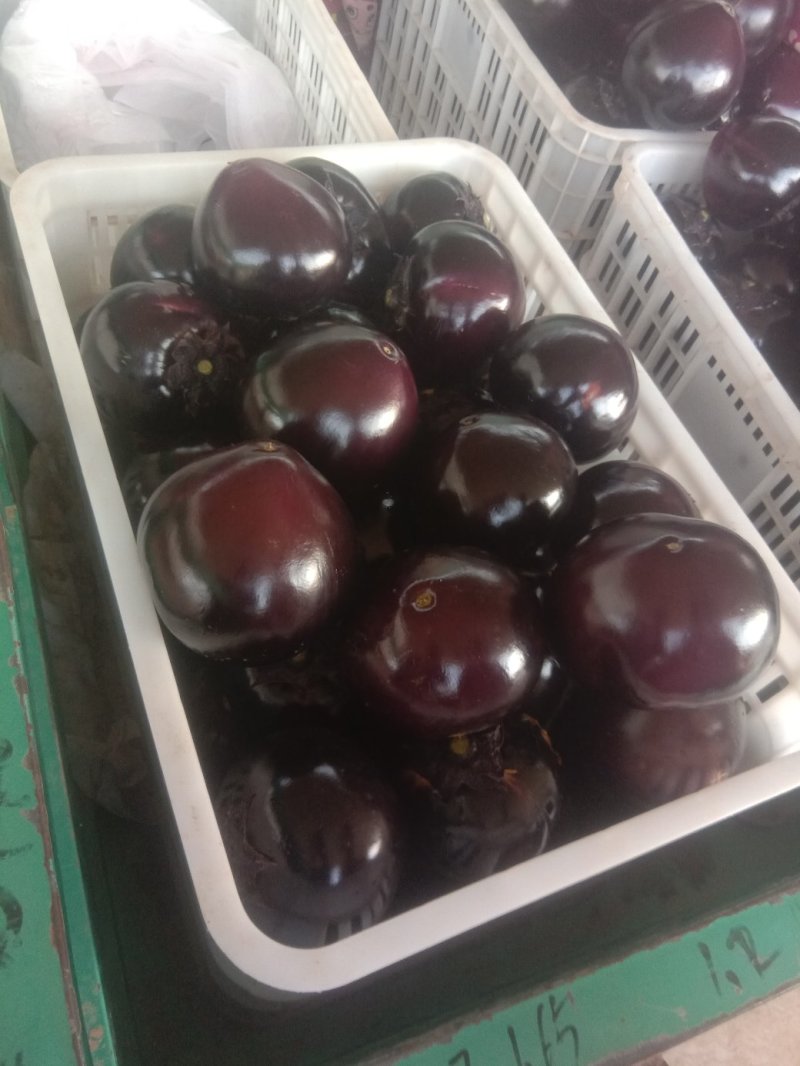 精品圆茄大量上市日供货10斤