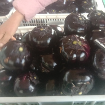 精品圆茄大量上市日供货10斤