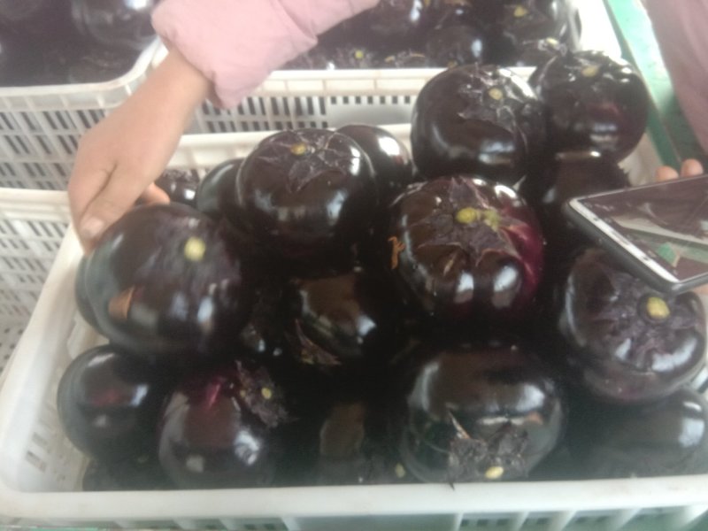 精品圆茄大量上市日供货10斤