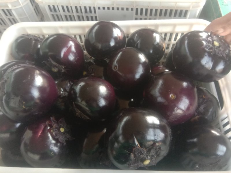 精品圆茄大量上市日供货10斤