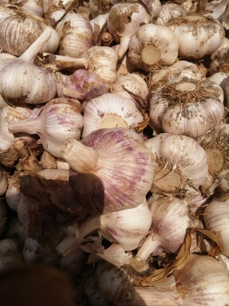 中牟紫皮蒜万亩基地货源充足紫皮蒜5cm~6cm干货