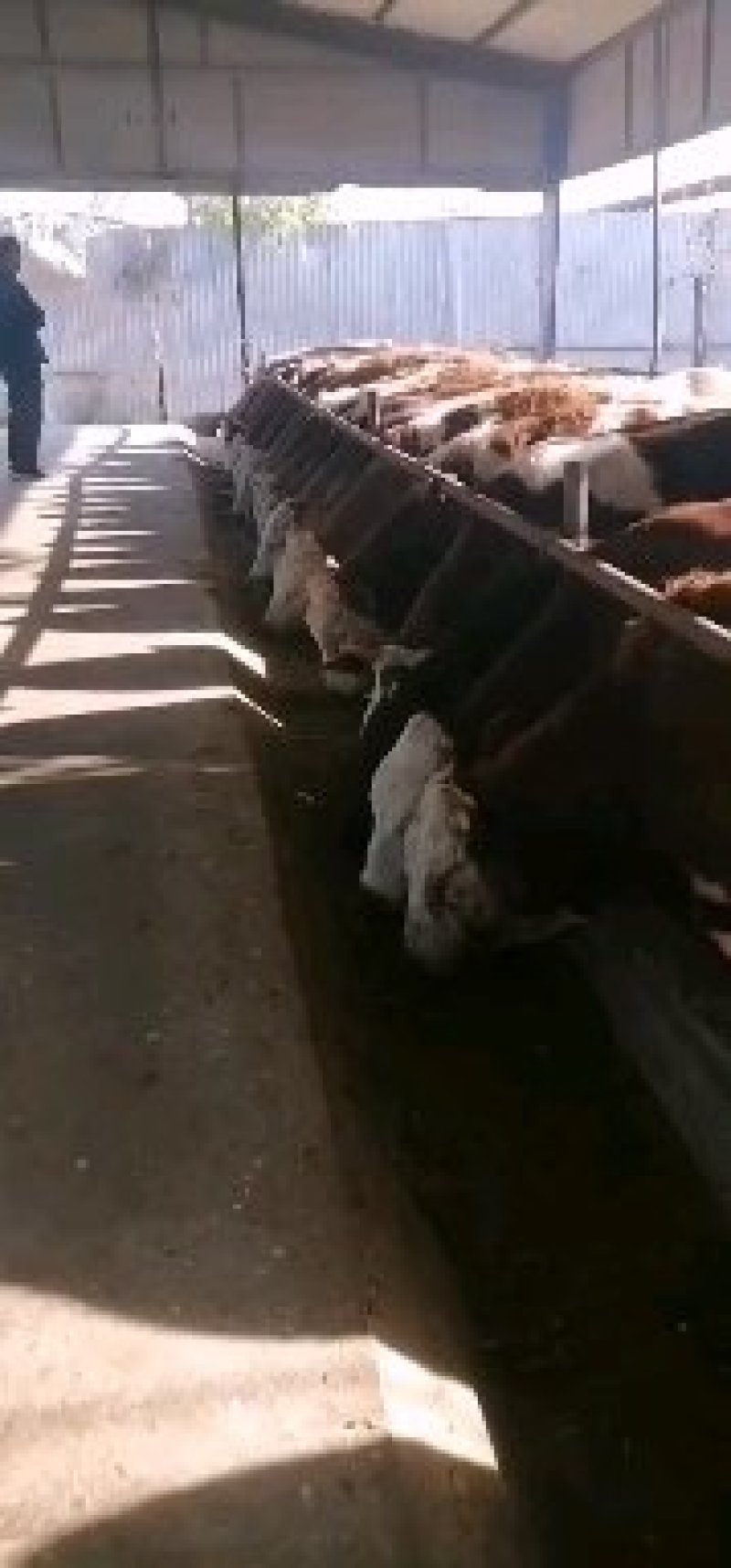 三元杂交牛新型品种生长速度快包成活【国家重点补】