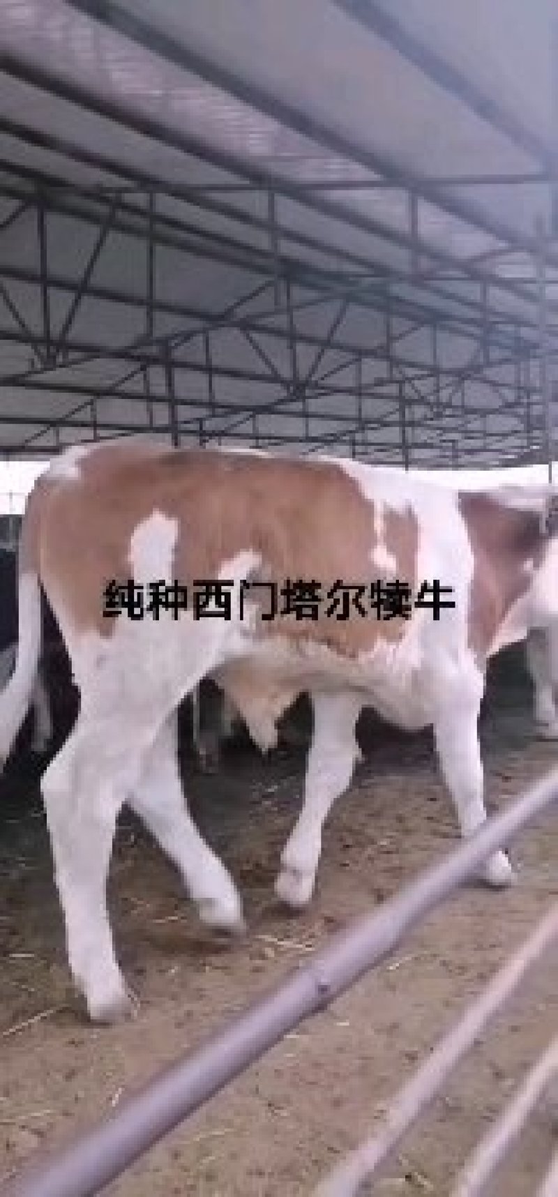 三元杂交牛新型品种生长速度快包成活【国家重点补】