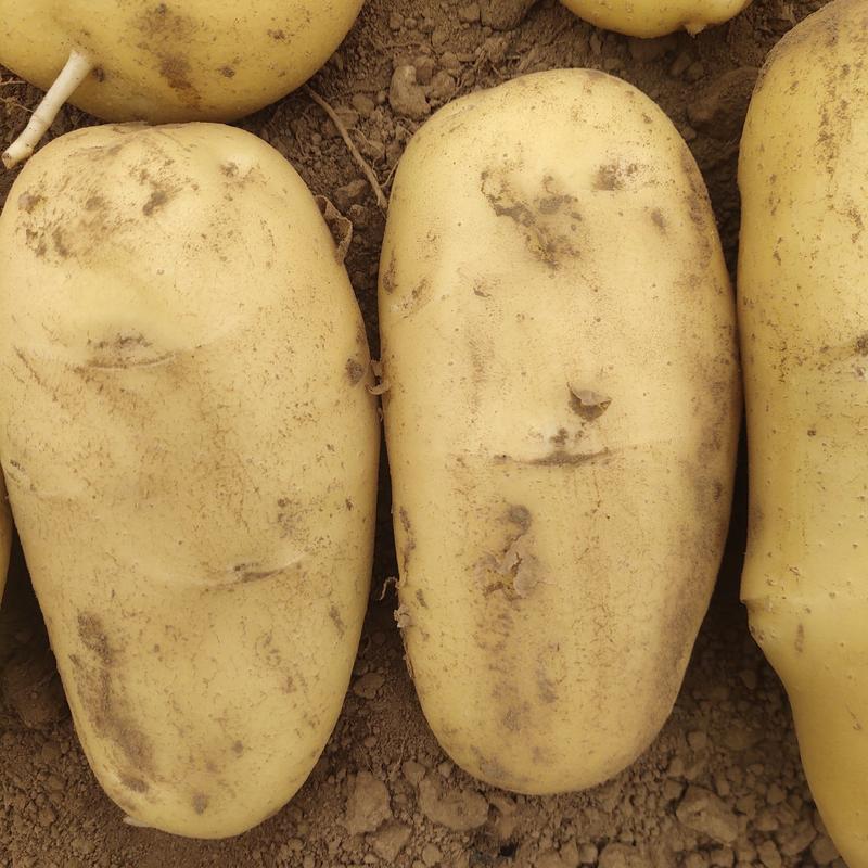【土豆】山东土豆V7荷兰十五土豆大量上市品种齐全