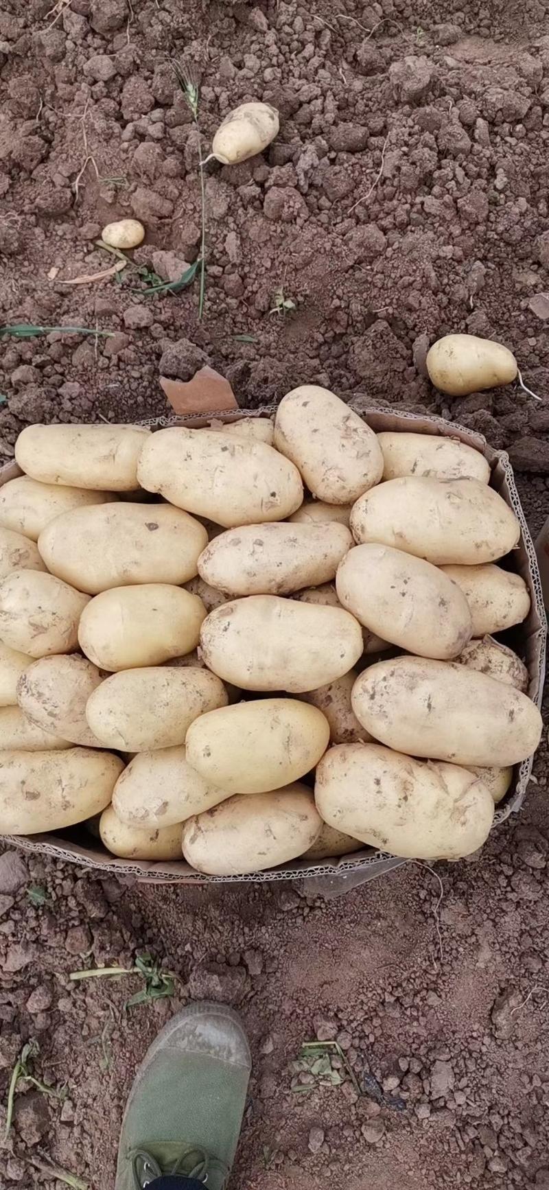 【土豆】山东土豆V7荷兰十五土豆大量上市品种齐全