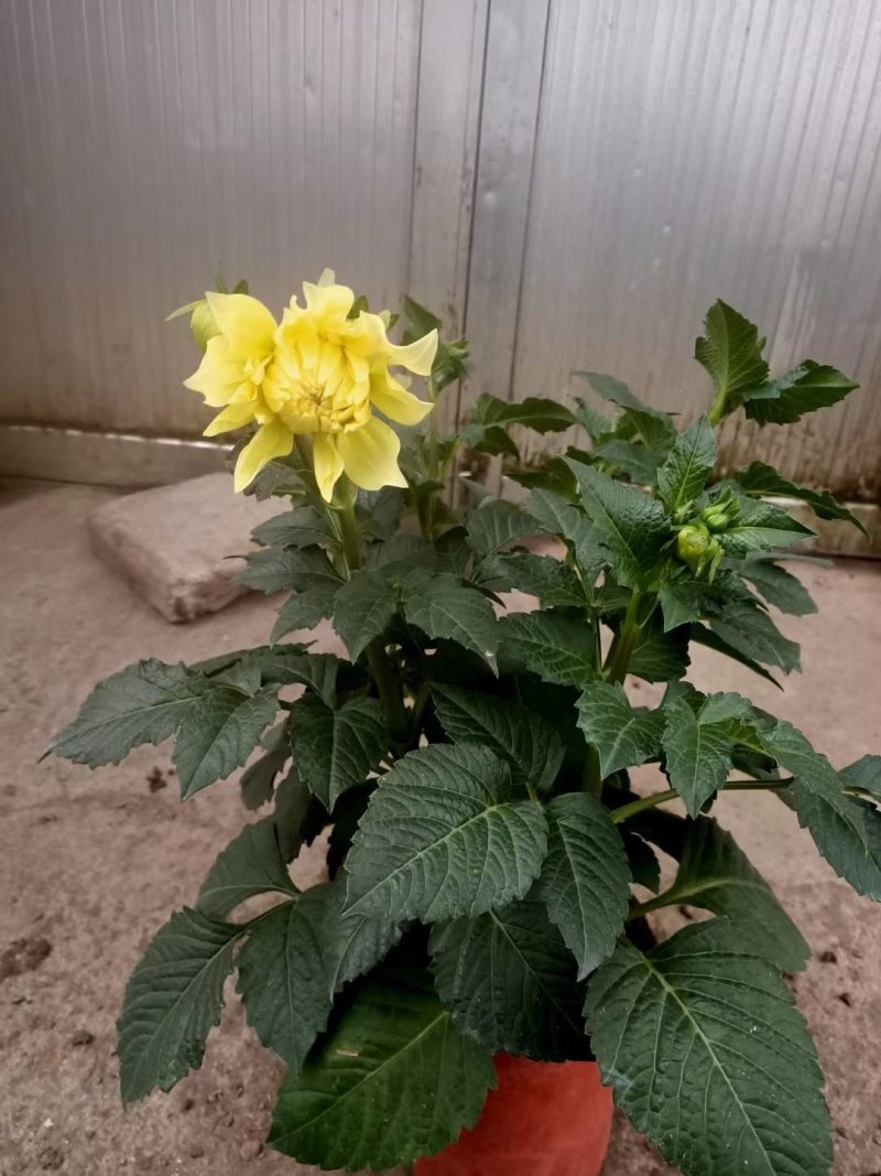 大丽花，基地直销，颜色齐全规格齐全大量有货，欢迎来电咨询
